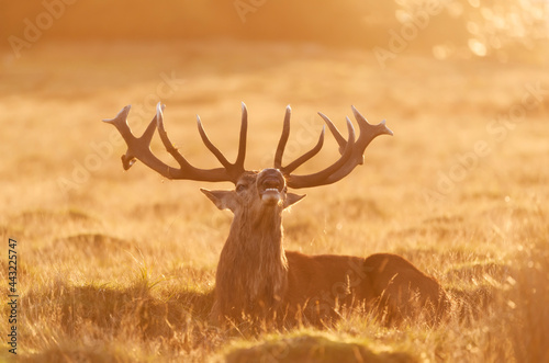 Red deer stag calling at sunrise