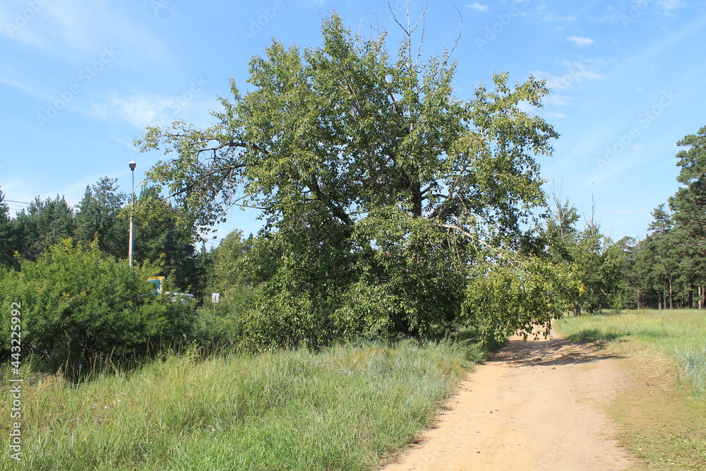 road in the forest