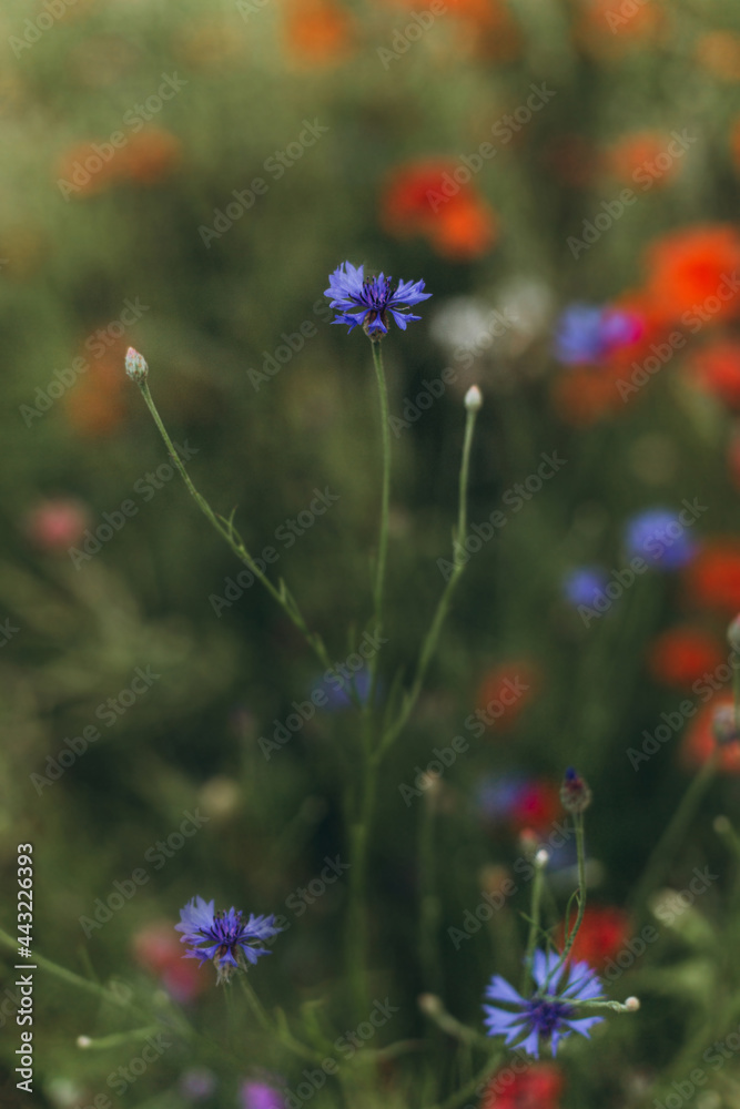 Wild field of flowers in blossom, red poppies. Nature concept, summer background Wild field of flowers in blossom, red poppies. Nature concept, summer background