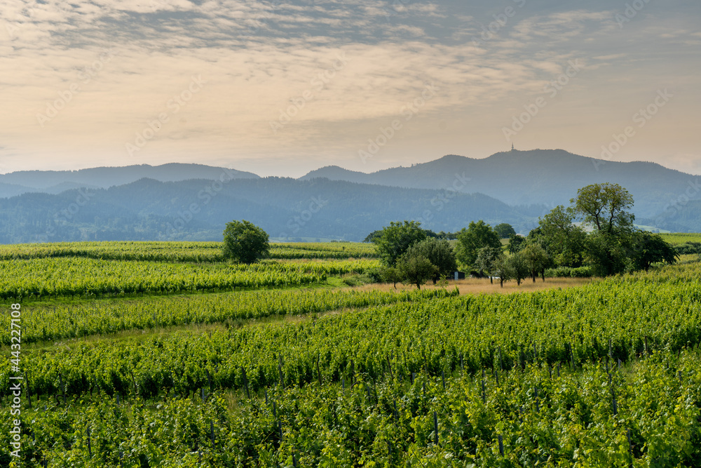 Bei Staufen im Sommer