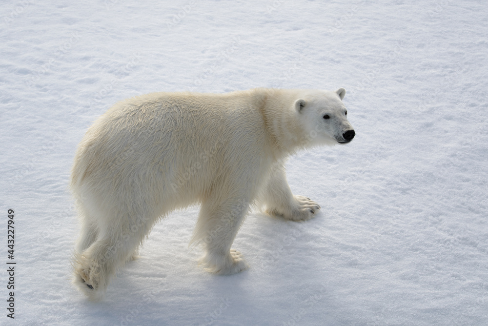 Wild polar bear on pack ice in Arctic