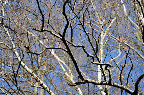 Tree branches against the blue sky