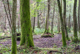 Old Black Alder trees in deciduous forest