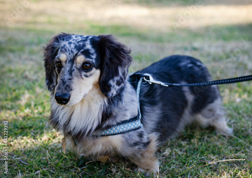 Fotografia dapple long haired dachshund in park on a leash