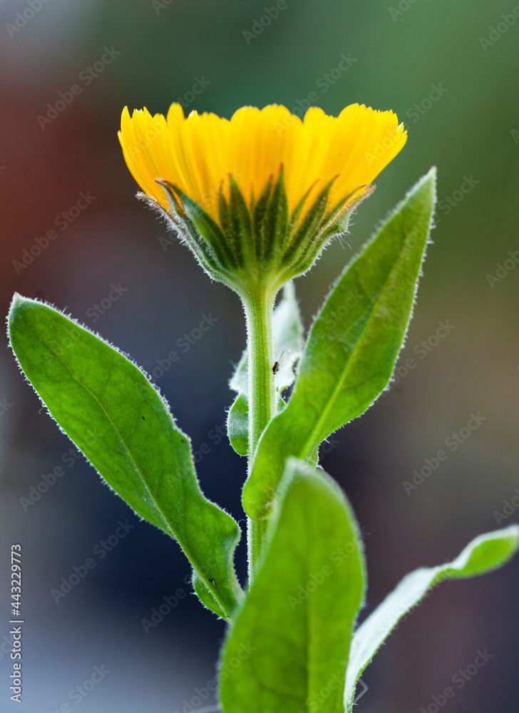 side view of single calendula flower with focus in foreground side view of single calendula flower with focus in foreground