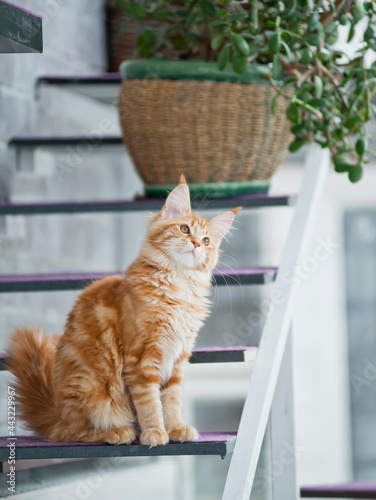 Obraz na płótnie Cute maine coon kitten indoors w salonie