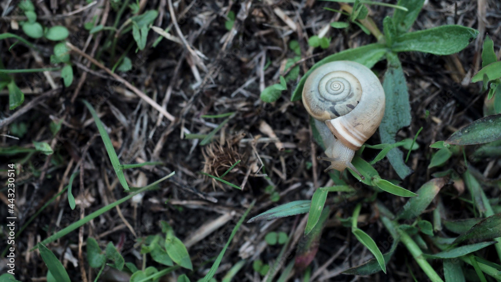 View from above. Cute Helix Aspersa snail slowly opens her brown horns creeping in summer green gress before rain. Forest slowly wildlife concept. Enjoy your life without rush View from above. Cute Helix Aspersa snail slowly opens her brown horns creeping in summer green gress before rain. Forest slowly wildlife concept. Enjoy your life without rush