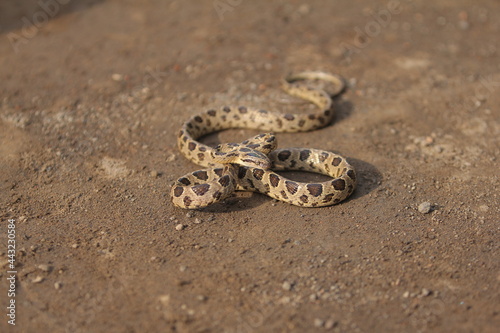 Many-spotted cat snake, large-spotted cat snake and marbled cat-eyed snake photo