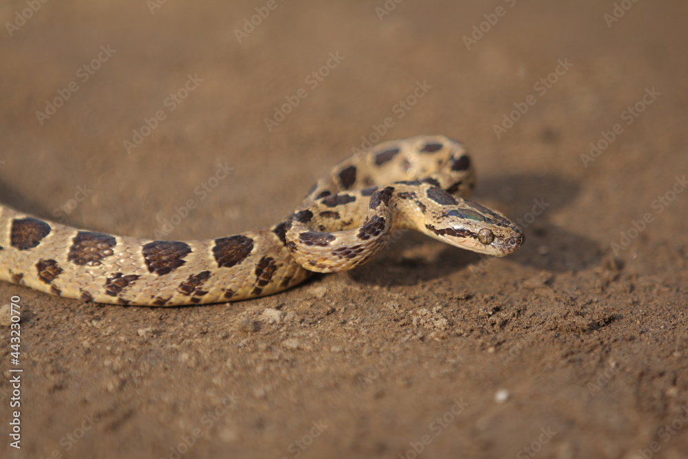 Many-spotted cat snake, large-spotted cat snake and marbled cat-eyed snake Many-spotted cat snake, large-spotted cat snake and marbled cat-eyed snake
