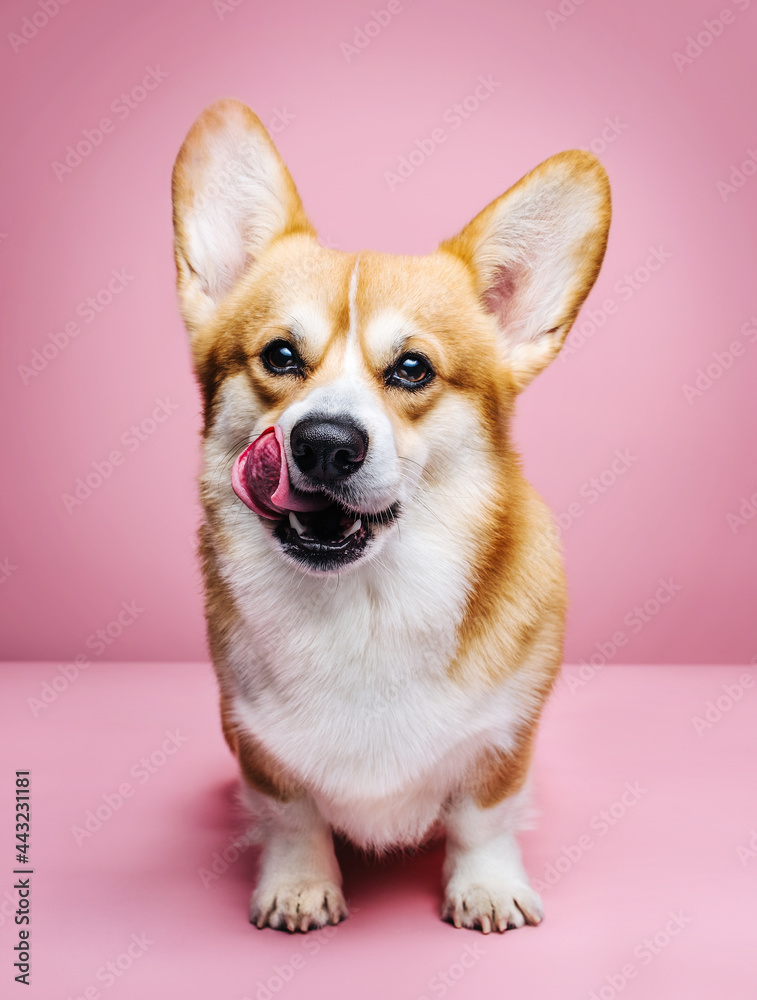 Close up portrait of sitting welsh corgi pembroke dog with tongue out at pink background in studio Close up portrait of sitting welsh corgi pembroke dog with tongue out at pink background in studio
