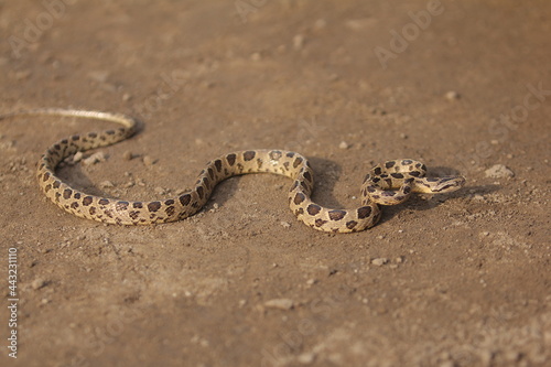Many-spotted cat snake, large-spotted cat snake and marbled cat-eyed snake