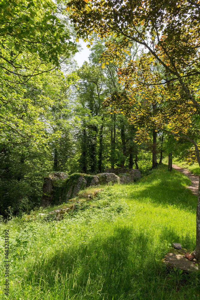 Forêt dans les ruines du château Forêt dans les ruines du château