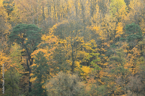 Seasonal image of a forest ...