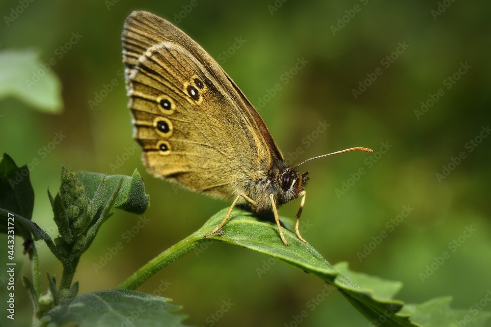 Obraz premium butterfly on a leaf
