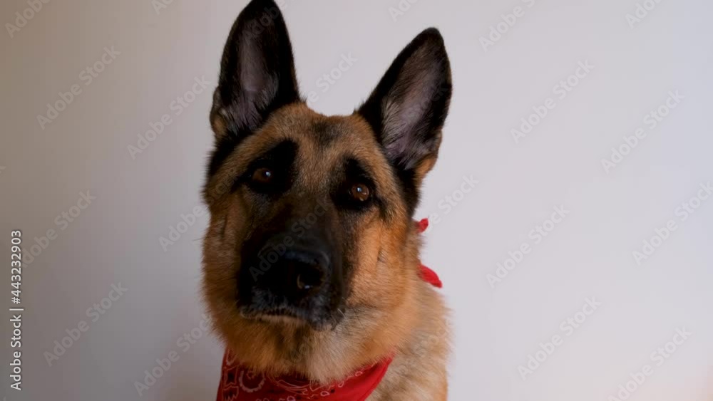 German Shepherd wears red bandana and smiles. Dog with bandage around its neck sits on white background and looks carefully ahead. Charming cute shepherd dog in costume. German Shepherd wears red bandana and smiles. Dog with bandage around its neck sits on white background and looks carefully ahead. Charming cute shepherd dog in costume.