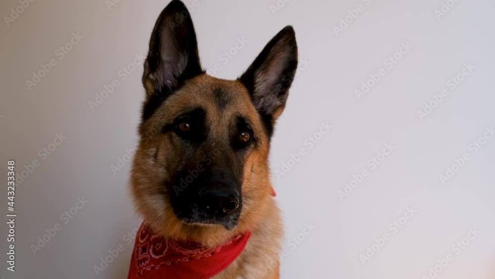 German Shepherd wears red bandana and smiles. Dog with bandage around