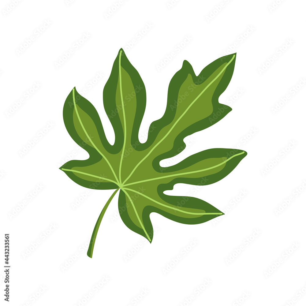 Naklejka premium Green papaya leaf isolated on white background. Modern cartoon colorful illustration. Vector design