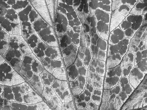 Black-white background texture of foliage close-up.  Natural background.  Top view, copy space.  Monochrome.