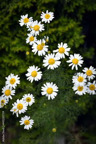daisies in a garden