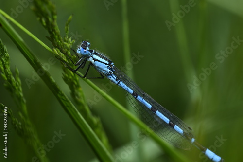 blue dragonfly on leaf