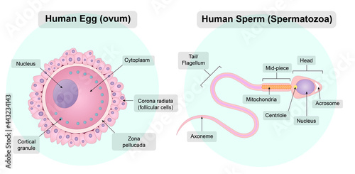 Human germ cells. An egg cell. Spermatozoon