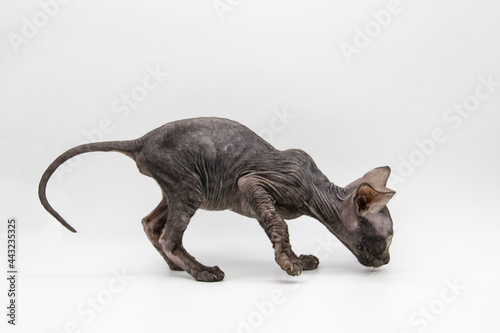 Beautiful gray Sphynx kitten play on the white background.