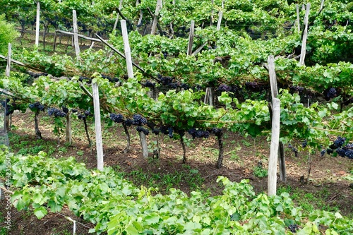 Weinbau im Südtirol