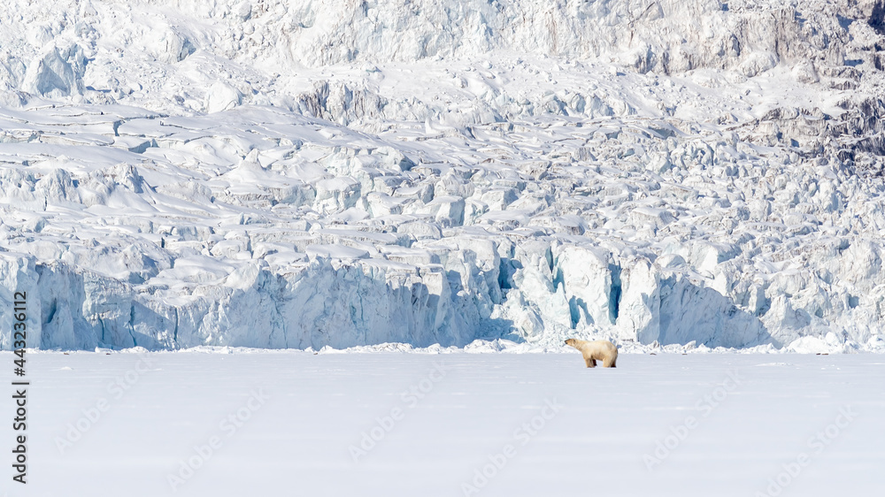 Polar bear, snow and glacier, Svalbard, a Norwegian archipelago between mainland Norway and the North Pole Polar bear, snow and glacier, Svalbard, a Norwegian archipelago between mainland Norway and the North Pole