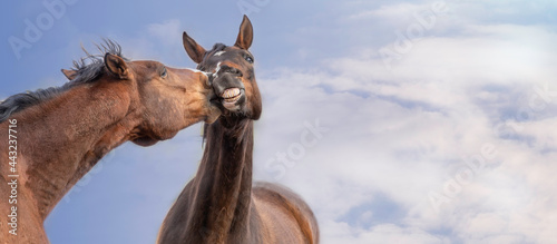 Horses playing close up. Kiss. Portrait on a background of the blue sky. Funny. Banner with place for text