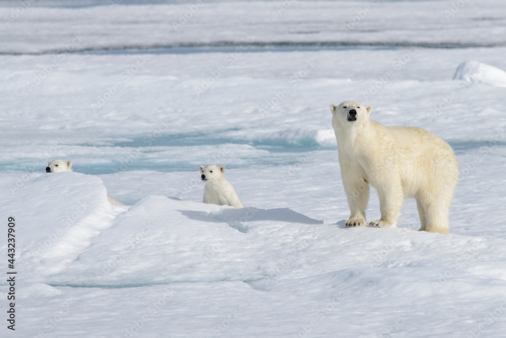 Wild polar bear (Ursus maritimus) mother and cub on the pack ice Wild polar bear (Ursus maritimus) mother and cub on the pack ice