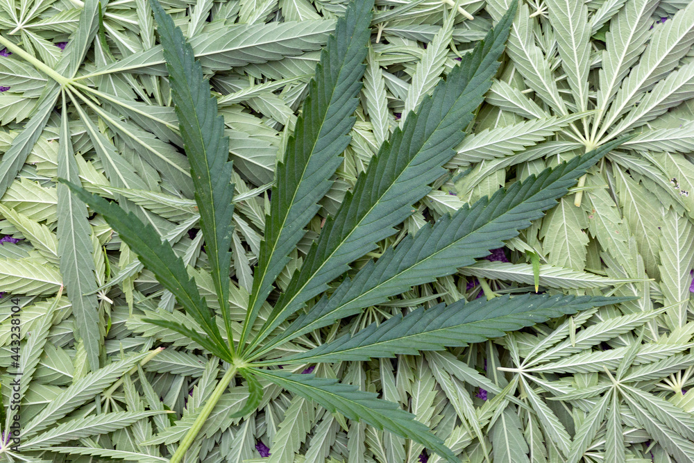 Background of marijuana leaves. Background from green hemp. Background of marijuana leaves. Background from green hemp.