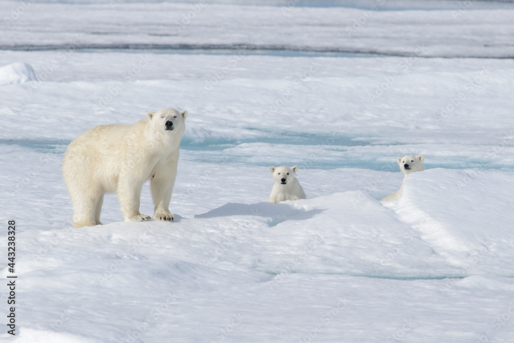 Wild polar bear (Ursus maritimus) mother and cub on the pack ice Wild polar bear (Ursus maritimus) mother and cub on the pack ice