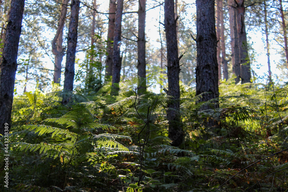 Obraz premium Sunshine through branches and trees in a coniferous forest. Coniferous forest with green ferns.
