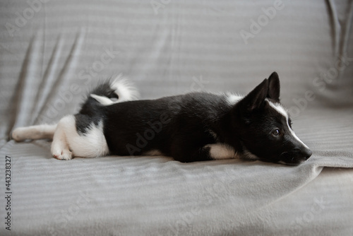 Husky puppy of black and white color. The child of a dog of the Russian-European Laika breed. photo