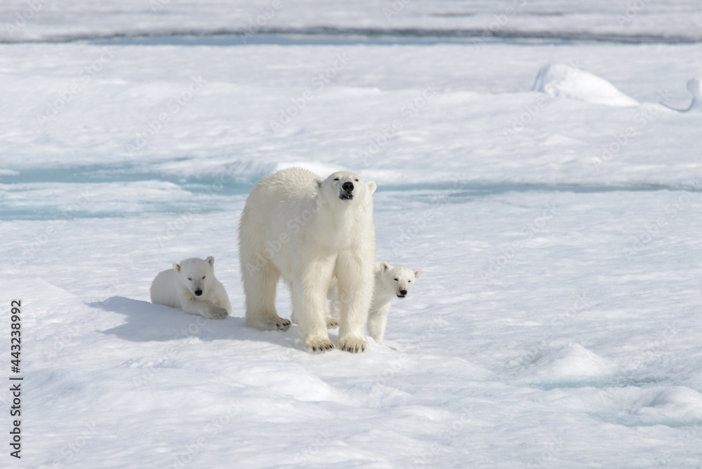Fototapeta premium Wild polar bear (Ursus maritimus) mother and cub on the pack ice