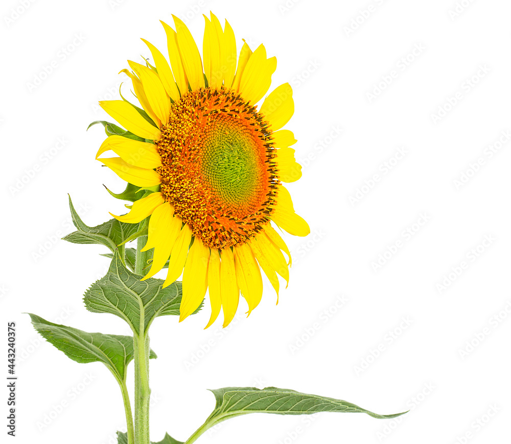 Fototapeta premium Flower of sunflower isolated on a white background. Single sunflower blooming.