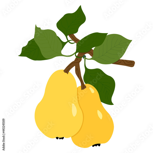 Vector flat illustration of twigs with pears