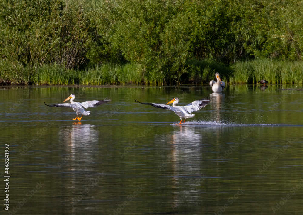 Flock of American White Pelicans