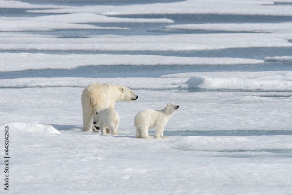 Wild polar bear (Ursus maritimus) mother and cub on the pack ice Wild polar bear (Ursus maritimus) mother and cub on the pack ice