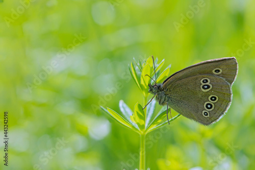 Ringlet (Aphantopus hyperantus) sits in backlight on a blade of grass. photo