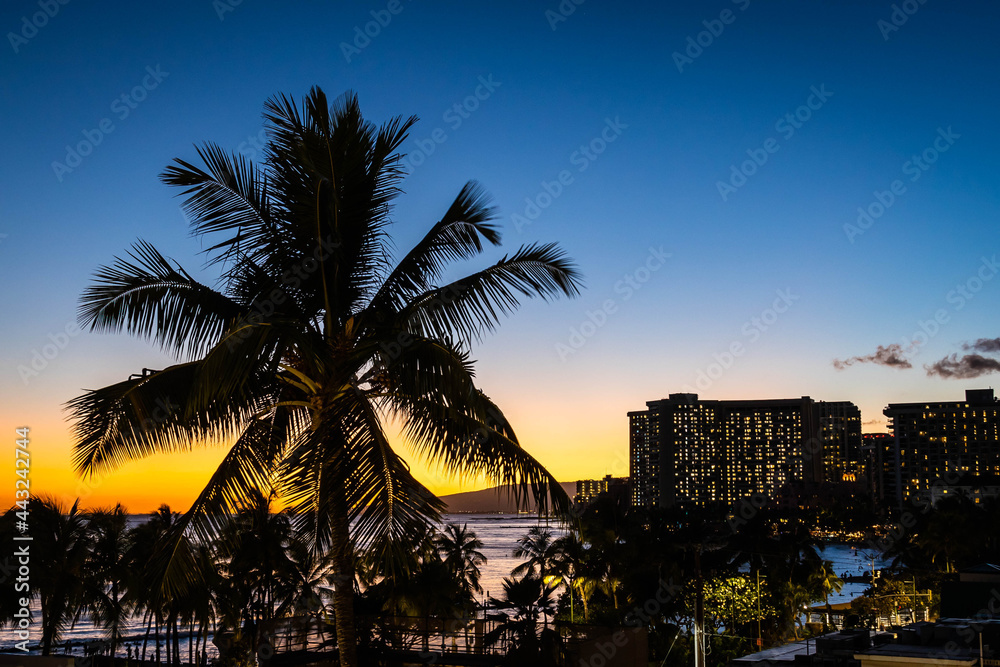 Obraz premium A palm tree silhouetted against the evening sky with the lights of a hotel in the distance along the beaches of Waikiki on the island of Oahu in Hawaii