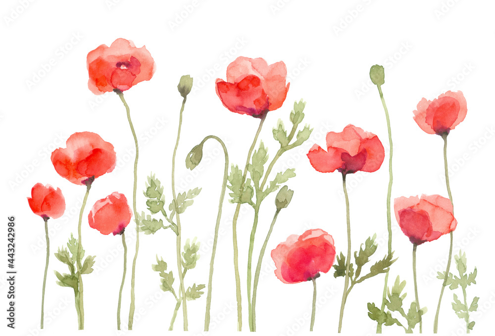 Obraz premium Red Poppy Flower Row Watercolor Painting, Hand Drawn and Painted Isolated on White Background
