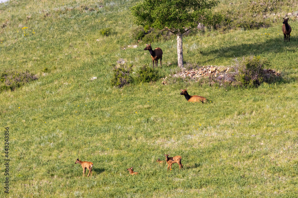 Fototapeta premium Elk Herd