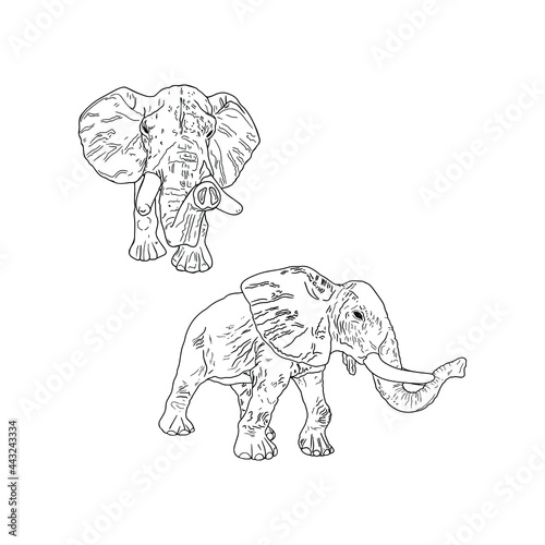 Vector illustration of a lined African elephant isolated on a white background. Seth elephants emblem, logo, veterinary, security, circus, coloring, nature reserve, safari