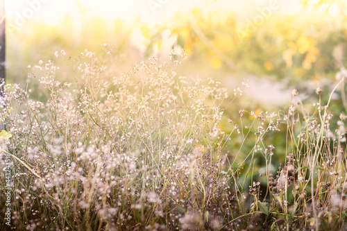 This is the grass flowers and light.