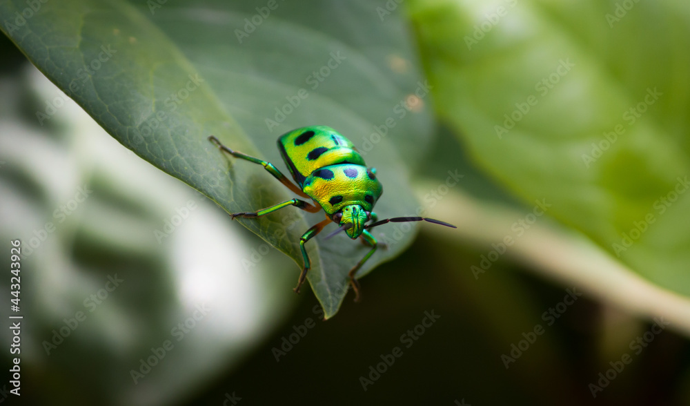 Fototapeta premium Green beetle.