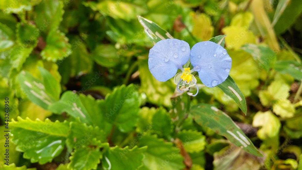Flor con gota de rocío