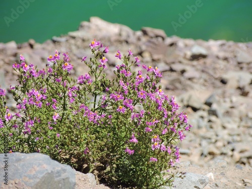 Flores color lila sobre roca