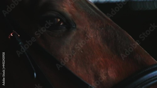 Seal brown Horse with black eyes standing in the stable. Horsehead closeup view. Side view of a horse blinking eye. Racehorse. Horse riding Concept. 