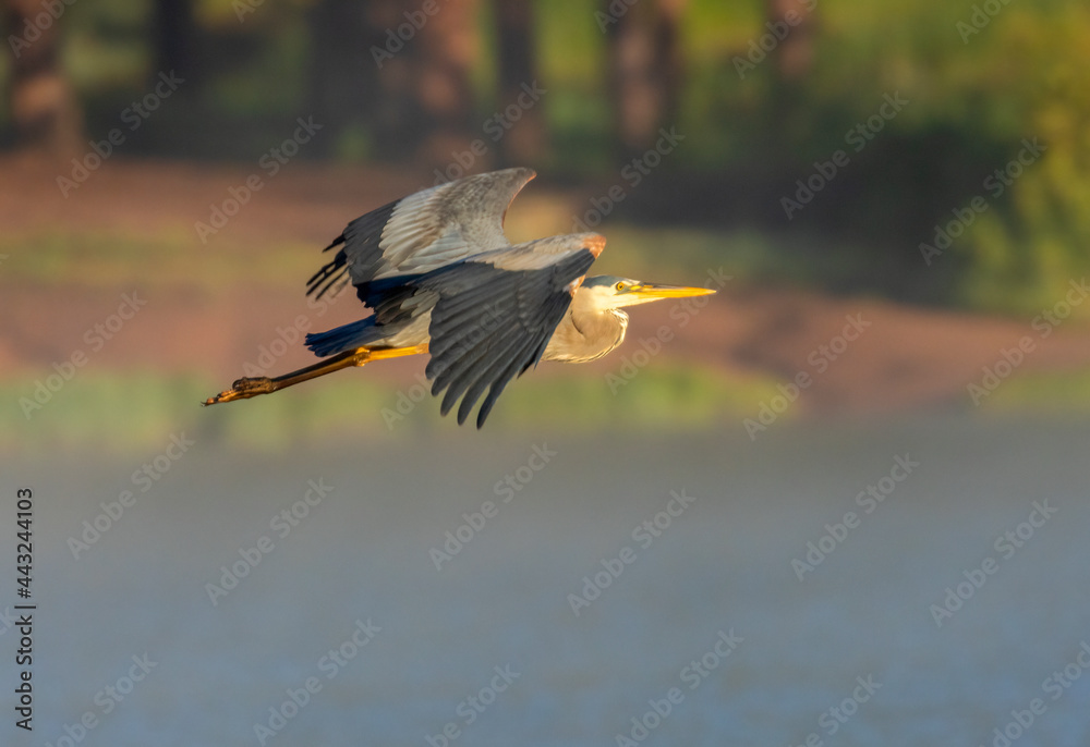 Fototapeta premium Great Blue Heron at Manitou Lake